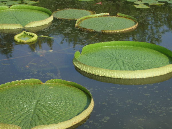 京都府立植物園公式ブログ 大きな葉に人は乗れるか