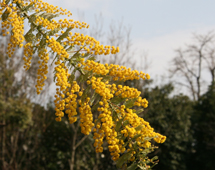 京都府立植物園公式ブログ 京都府立植物園 ｎｈｋテレビテキスト趣味の園芸２００９年３月号において松谷園長がミモザの栽培について解説しています