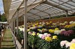 菊花展風景.jpg