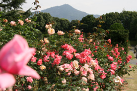 京都府立植物園公式ブログ 京都府立植物園 秋バラが見ごろです
