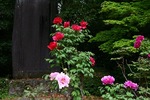 府立植物園:ボタン.jpg